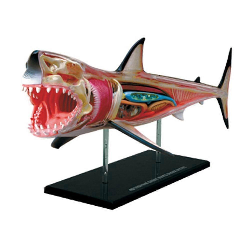 Animal Organ Anatomy Model 4d Shark Intelligence Assembling Toy Teaching Anatomy Model Diy Popular