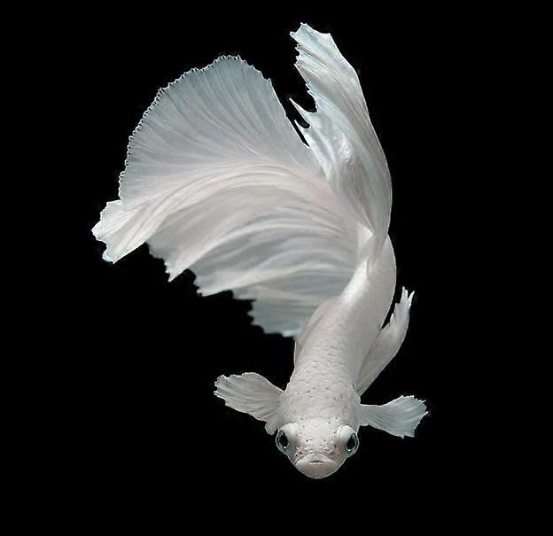 Dww-30 x 40 cm, Whitefish Fight Diamond Painting Diamond Embroidery Painting5D Canvas Painting for Children and Adults, Rhinestone Puzzle Set, Drawing