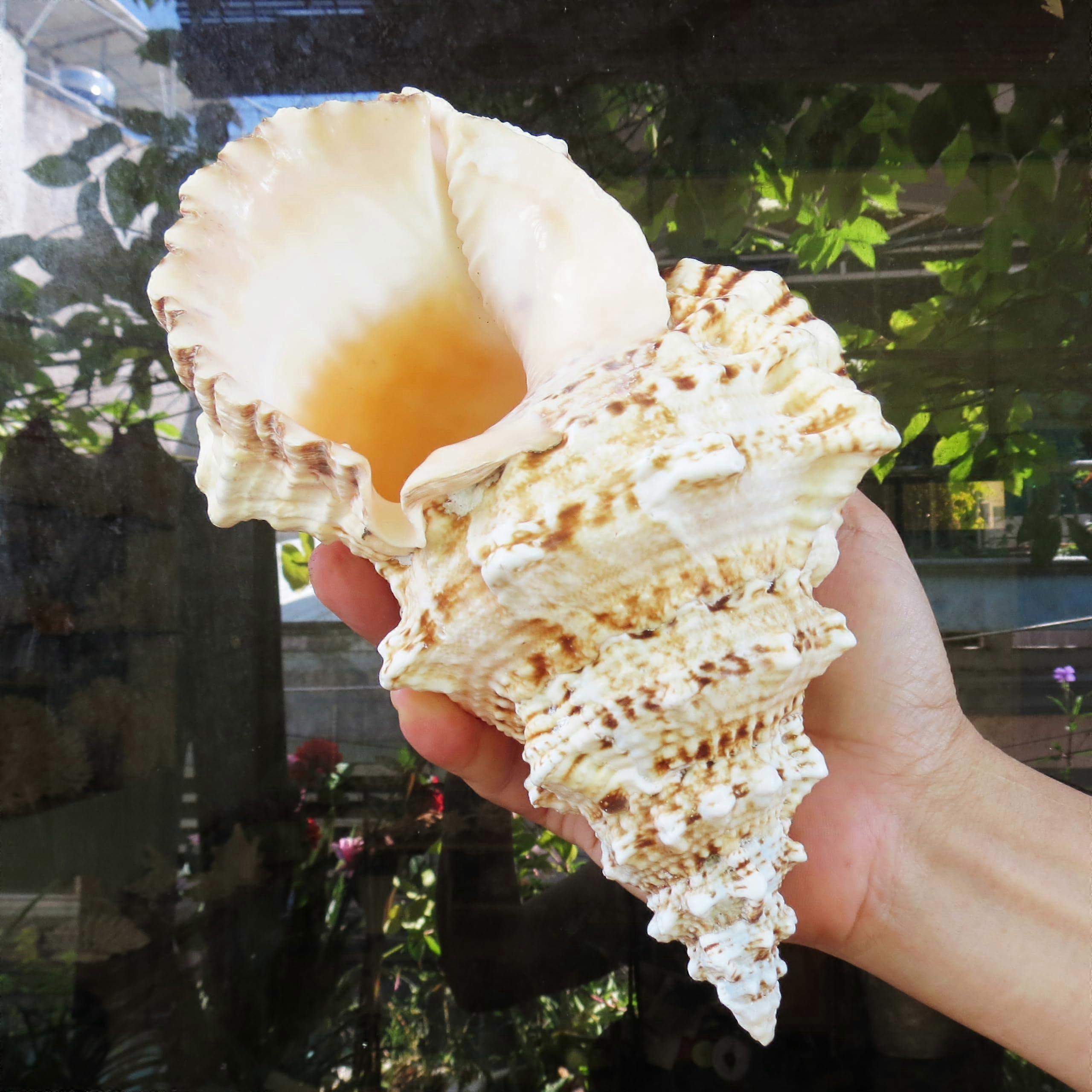 Large Conch Shell Seashell Decor Natural Tutufa Bubo Statement Piece for Coastal Home or Wedding