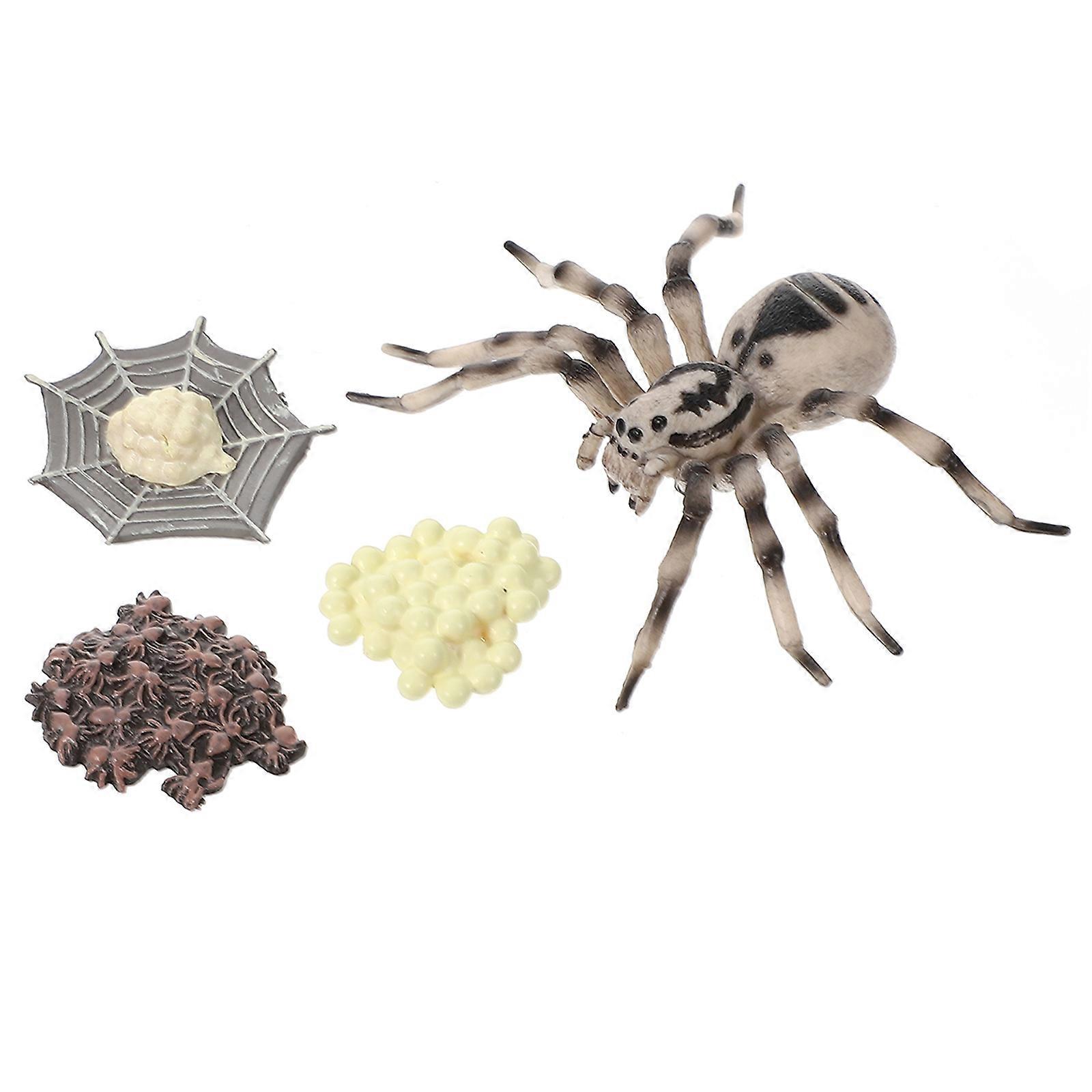 Wolf Spider Model Plastic Simulation Tarantula Growth Cycle 1Set