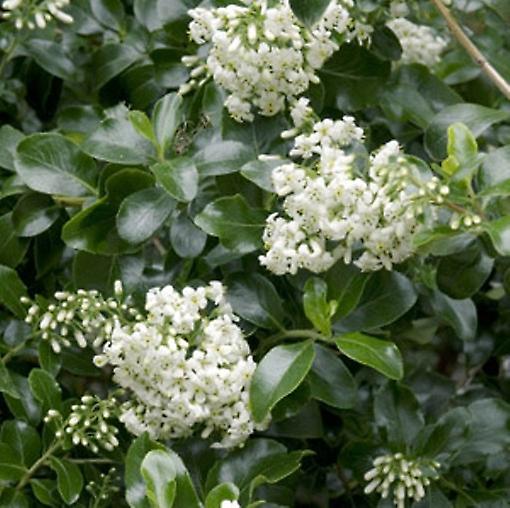 Escallonia Iveyii. White Flowers.