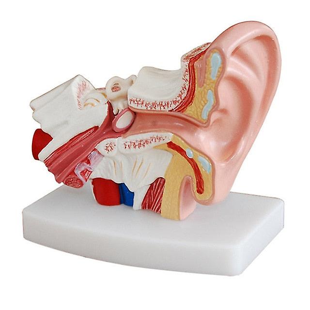 1.5 Times Human Ear Anatomy Model Showing Organs Structure Of The Central And External Ears Medical Teaching Student Supplies