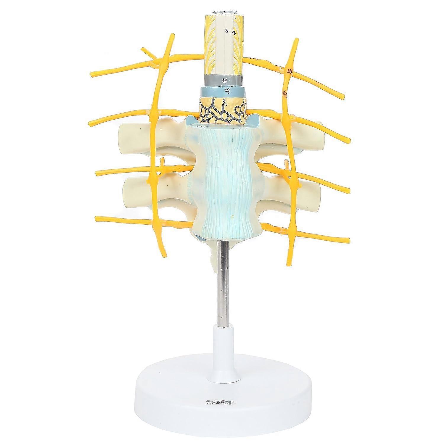 Anatomy Model of Thoracic Vertebrae and Enlarged Spinal Cord | 2X Life-Size Vertebrae Shows White and Gray Matter and Spinal Ganglia | On White Base