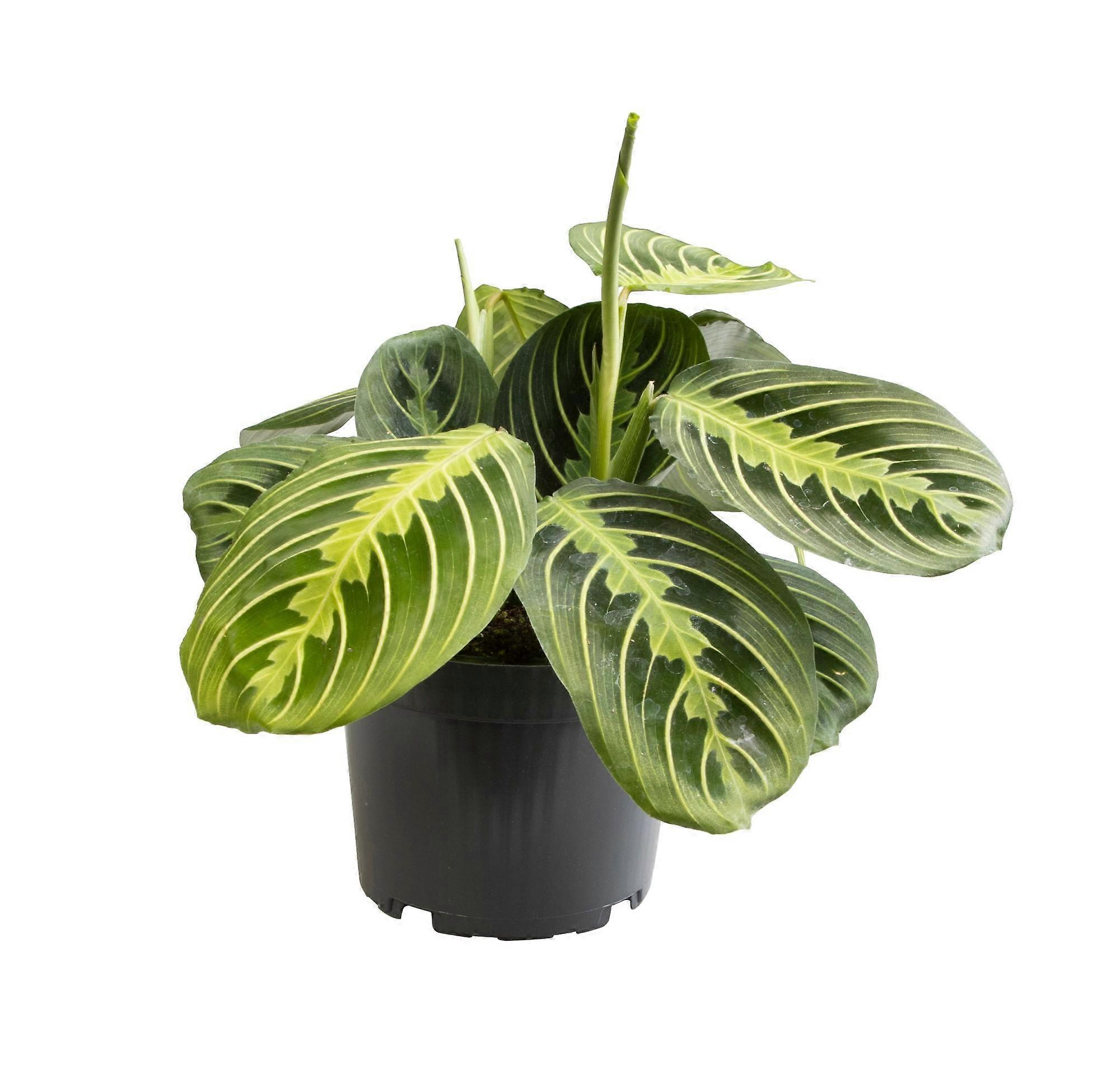 Maranta Lemon Lime - 30cm - Ø12cm