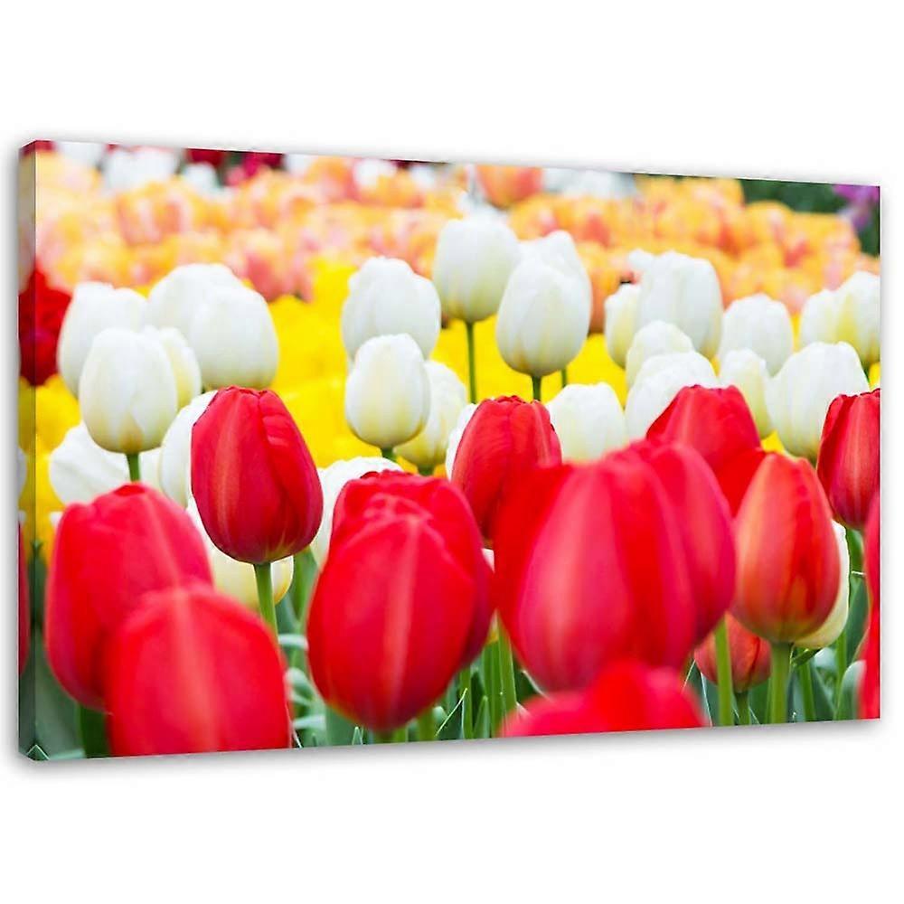 Impression sur toile, Tulipes multicolores - 60x40