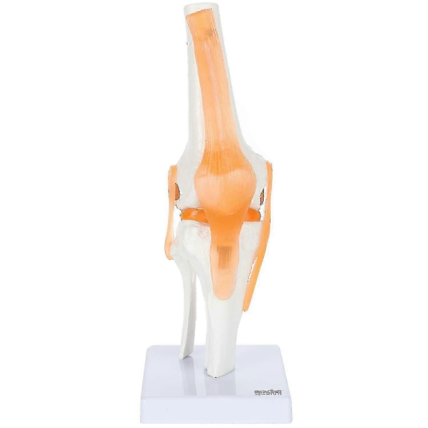 Knee Model Anatomy - Anatomically Correct Knee Joint Model With Ligaments And Muscles, Human Knee Model, Display Movement