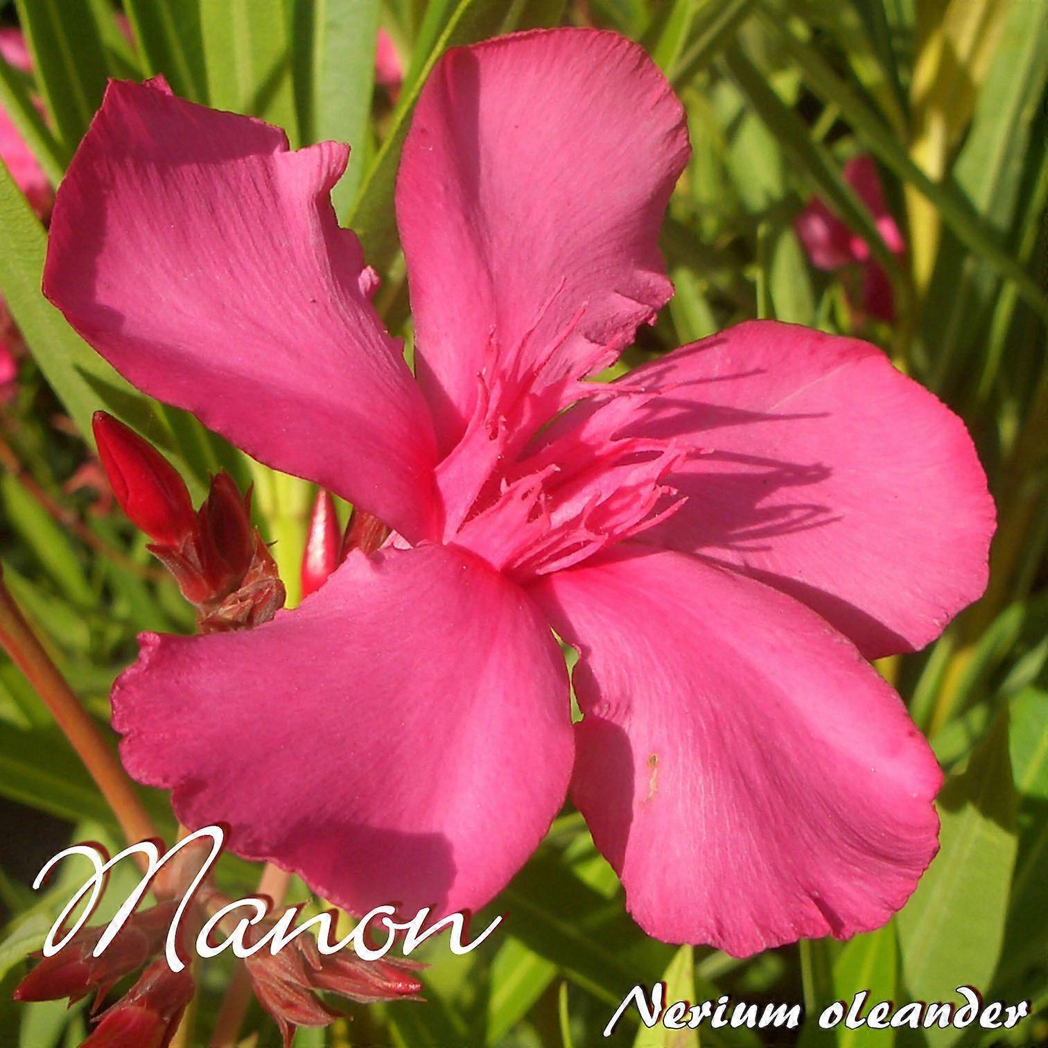 Oleander "Manon" - Nerium oleander - Größe C15