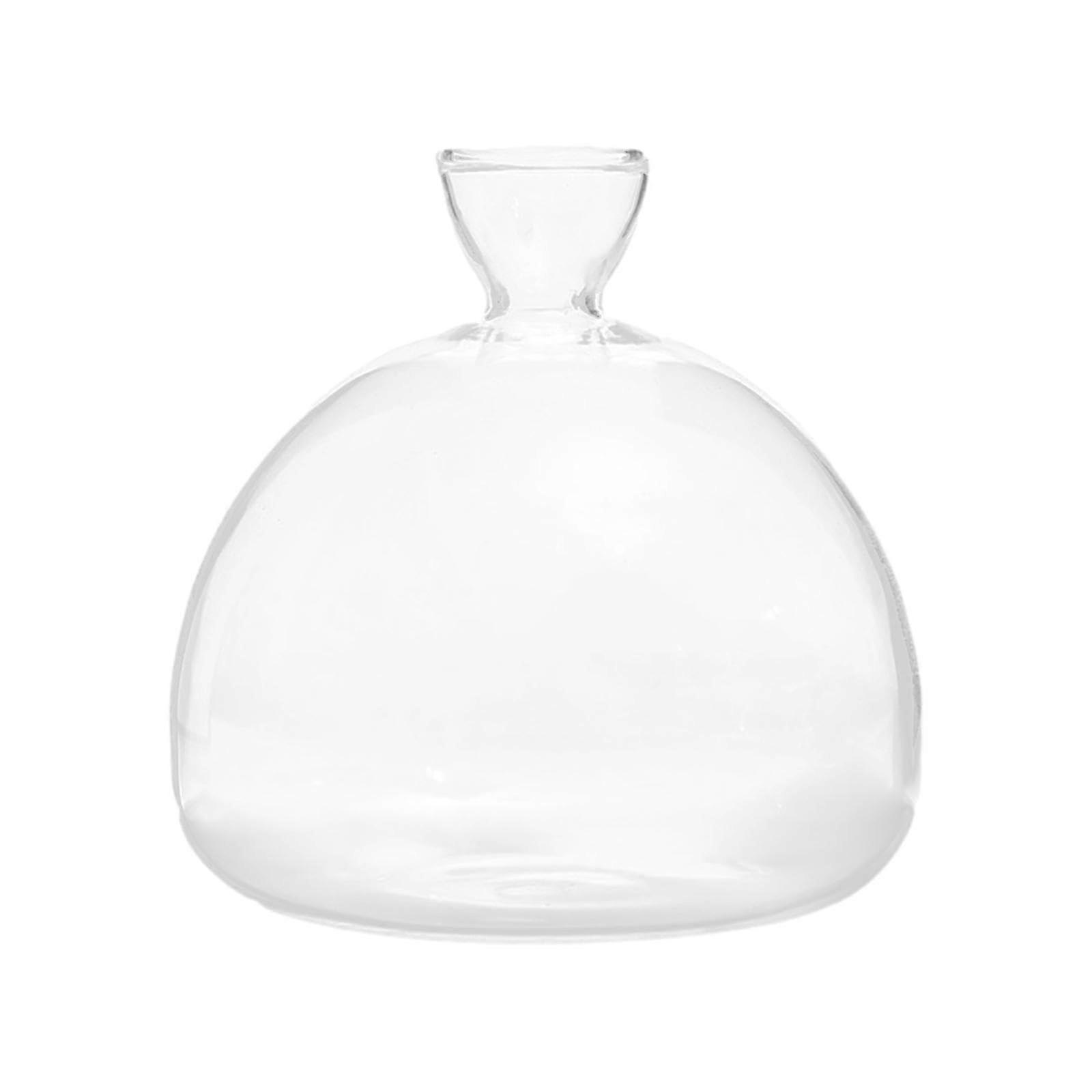 Avocado Seed Starter Vase Glass Kit with Clear Growth View and Stable Base for Home Décor