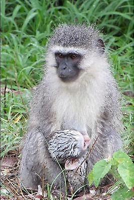 Mandi Monkey and Other Stories