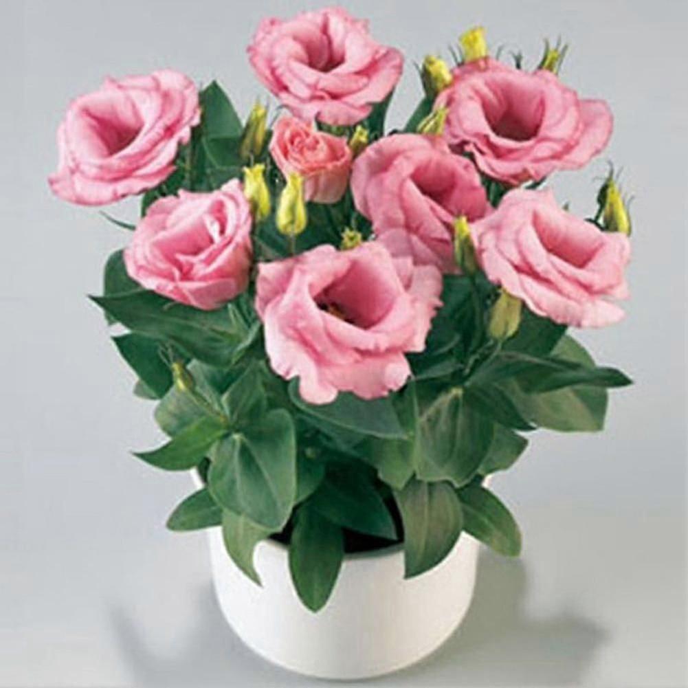 50pcs 정원 발코니 식물 Eustoma 꽃 Lisianthus 씨앗 홈 식물 장식