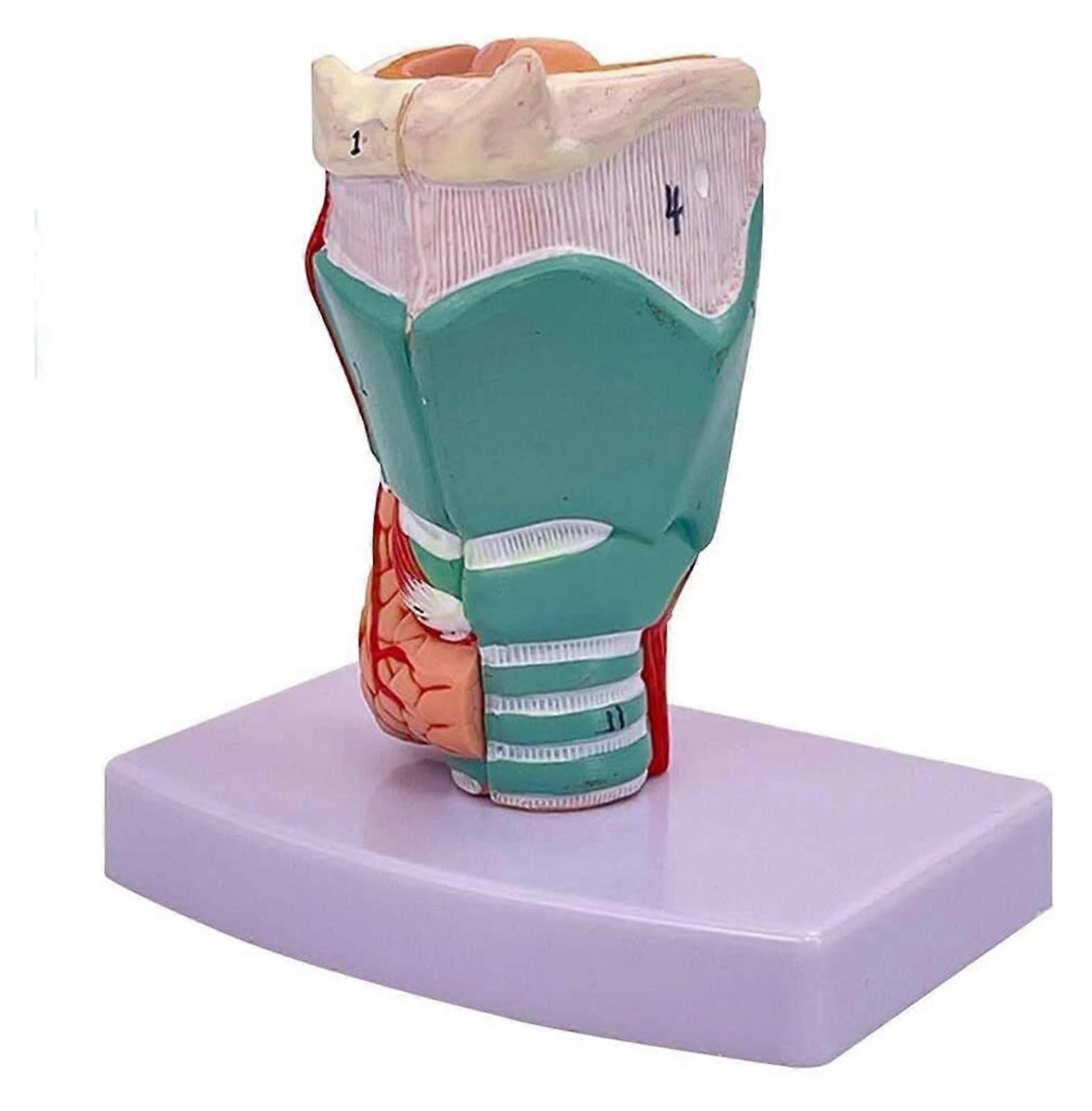 Organ Model 3D Larynx Anatomical Model 1:1 Scale With Digital Labels Real Colors And Textures