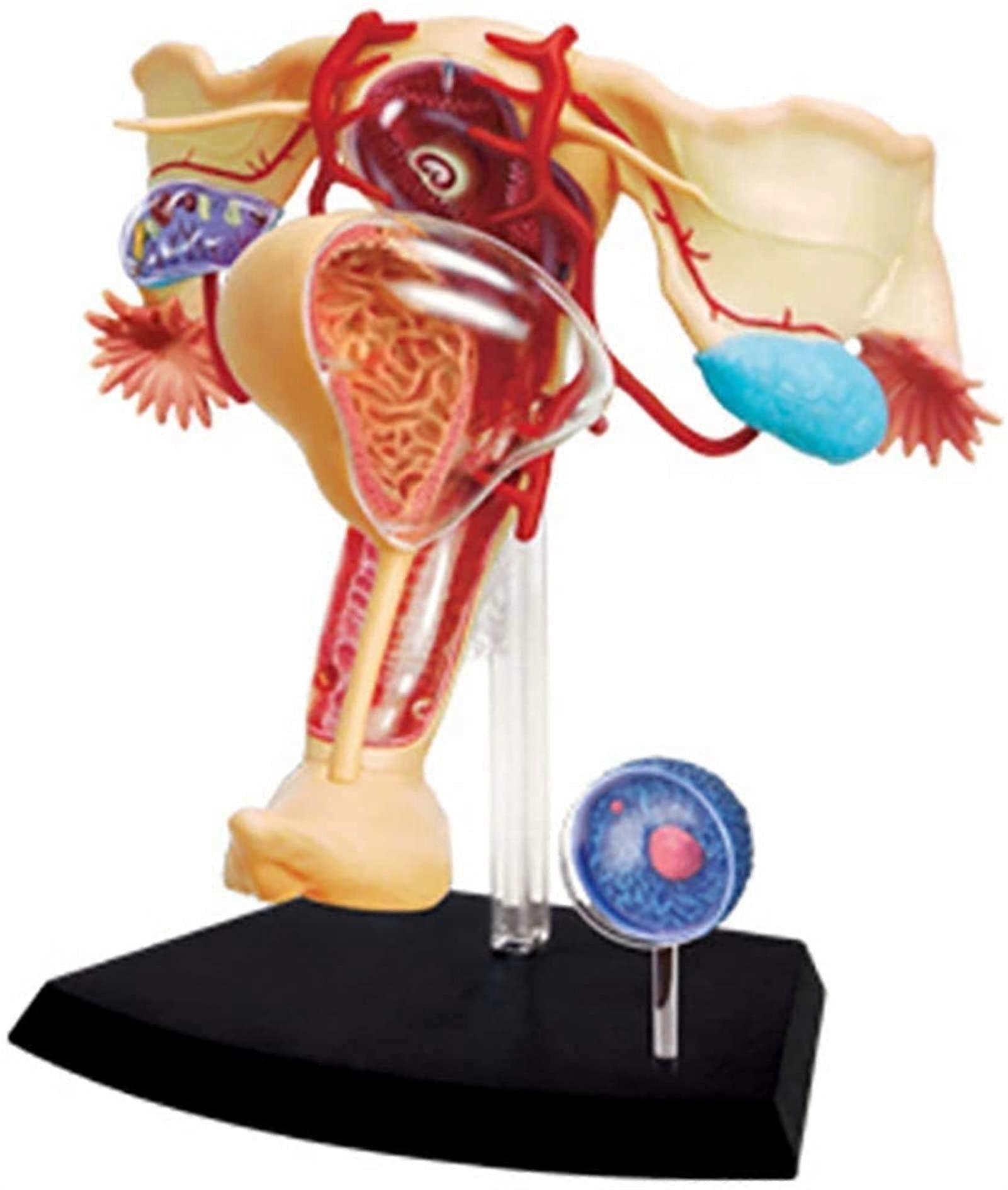 4D Female Reproductive Anatomy Model with Removable Study Components for Classroom Teaching and Display