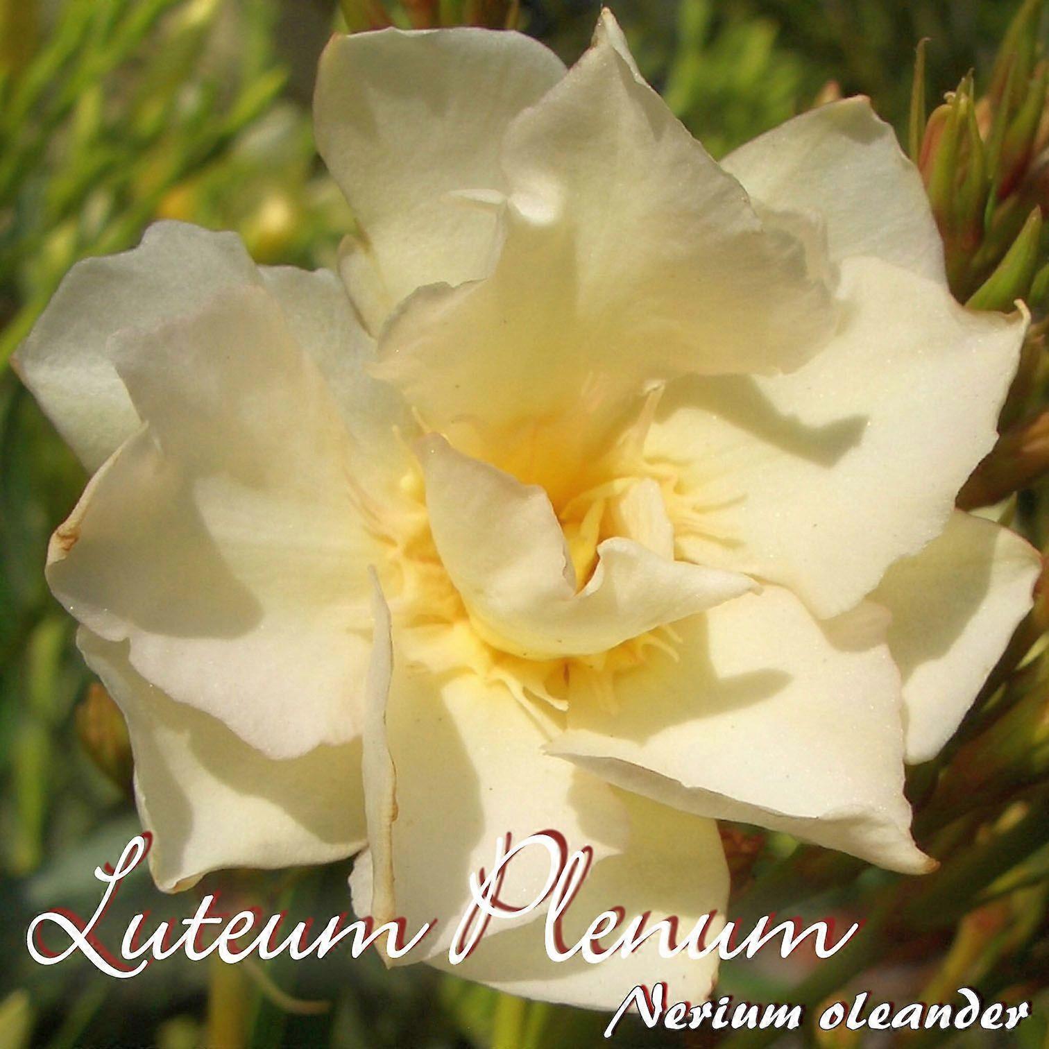 Oleandr "Luteum Plenum" - Nerium oleander - Velikost C15