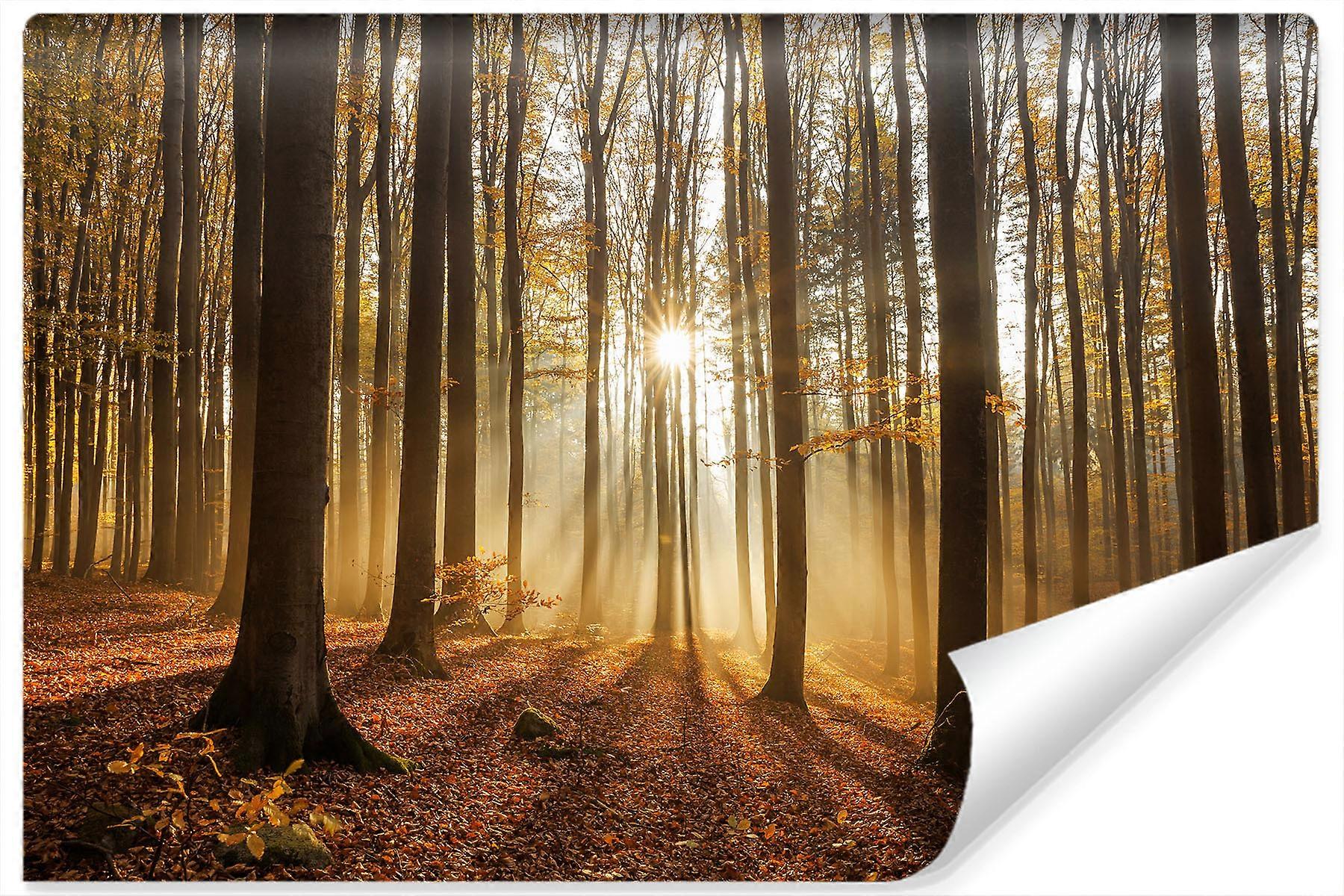 Sovrum väggmålning Soluppgång över höst skogslandskap