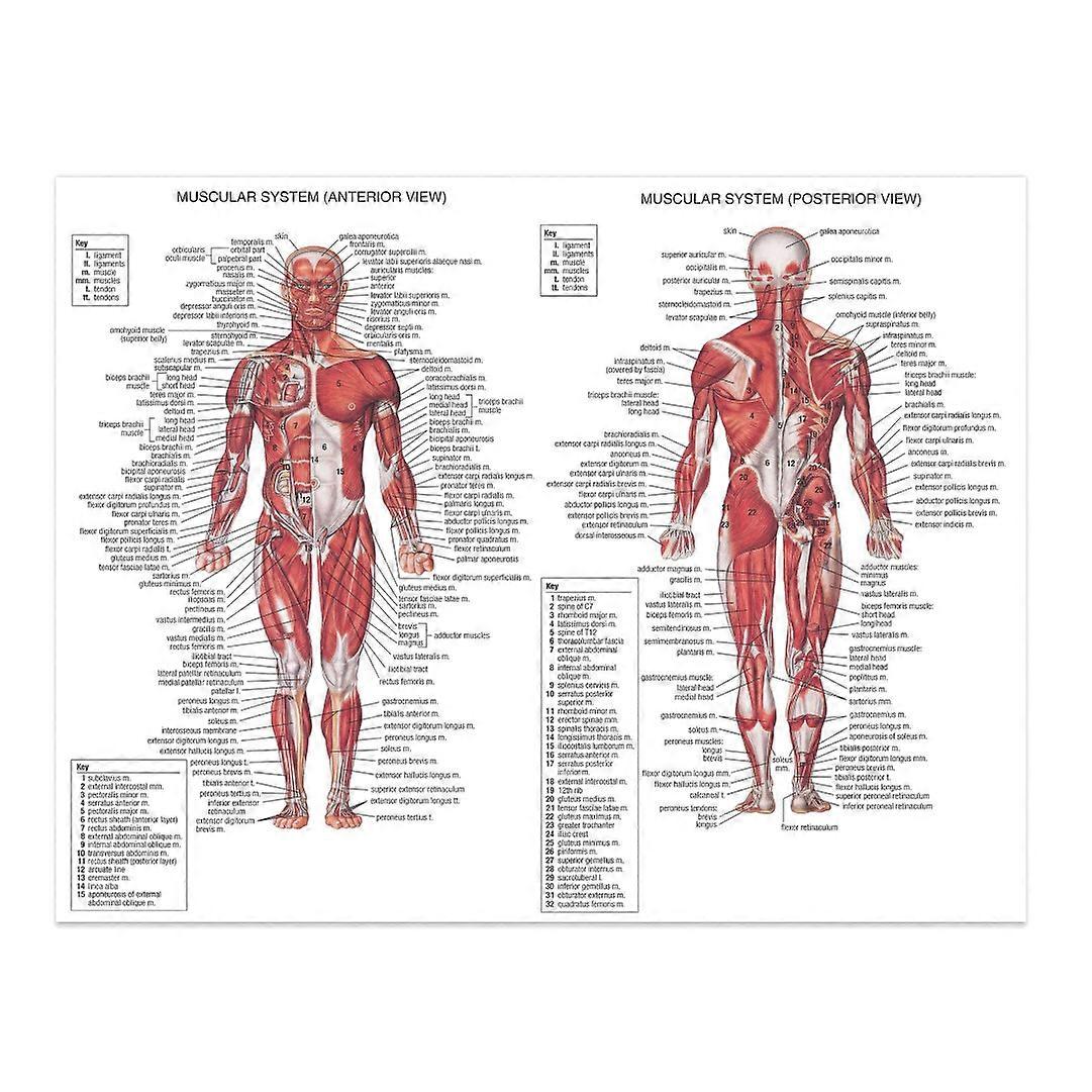 Anatomie umana Poster Partidul decorare Anatomie Poster predarea Anatomie Poster
