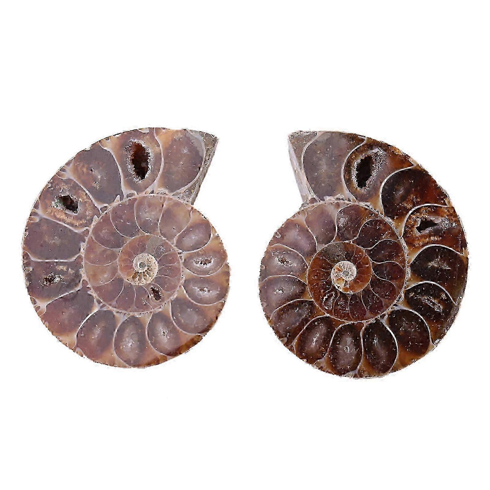 2 Adet Ammonit Fosil Örnek Kabuk Madagaskar Doğal Taşlar ve Mineraller (4CM