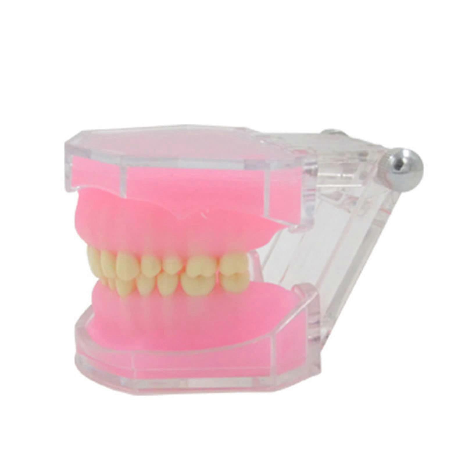 Dental Typodont Model with Fully Detachable Teeth, Realistic Tooth Structure, Ideal for School Training