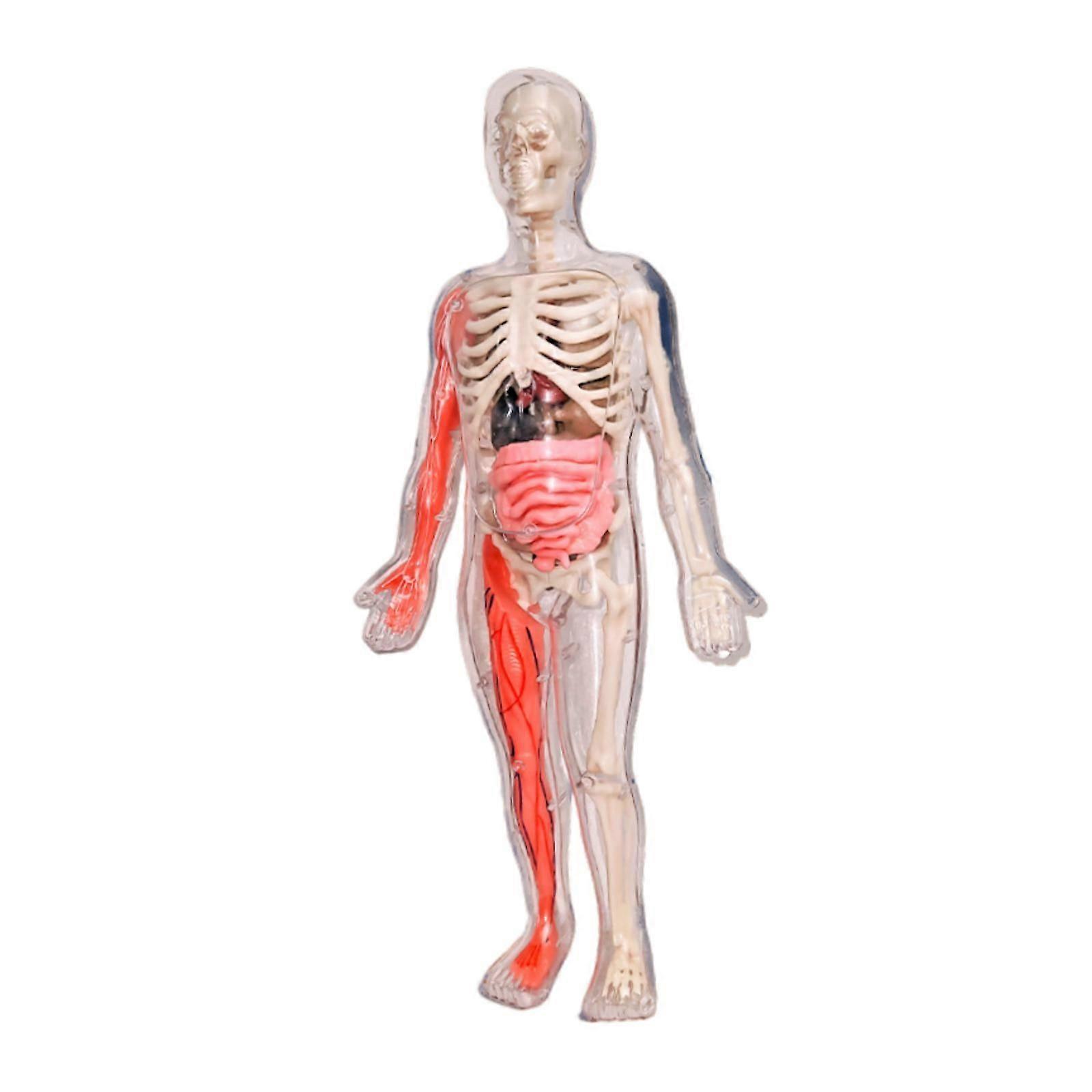 ערכות פאזל גוף האדם דמות אנטומיה לציוד ביתי למורה עזר הוראה