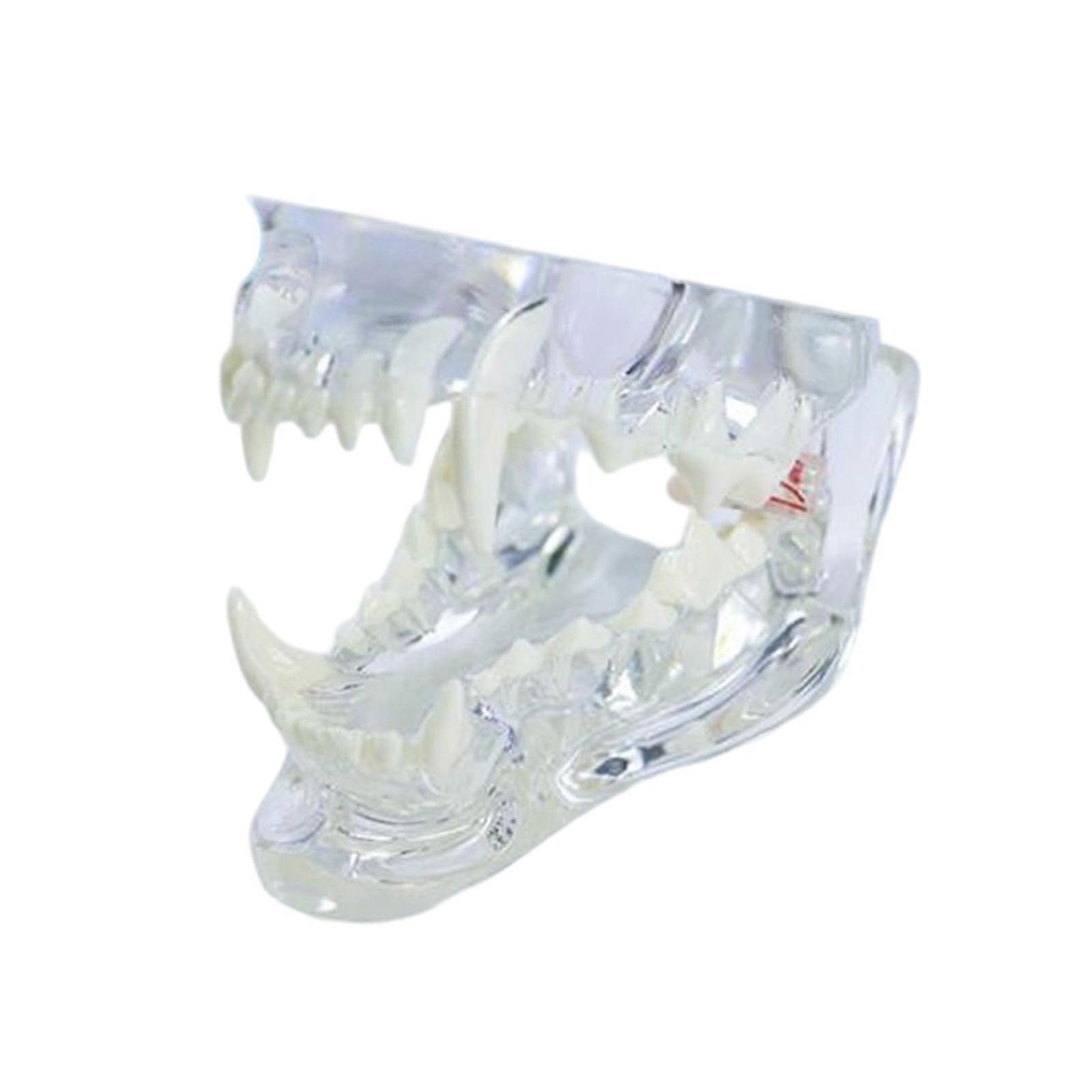 Dog Tooth Model Canine Jaw Model Veterinary Easy to Clean Decoration Teaching