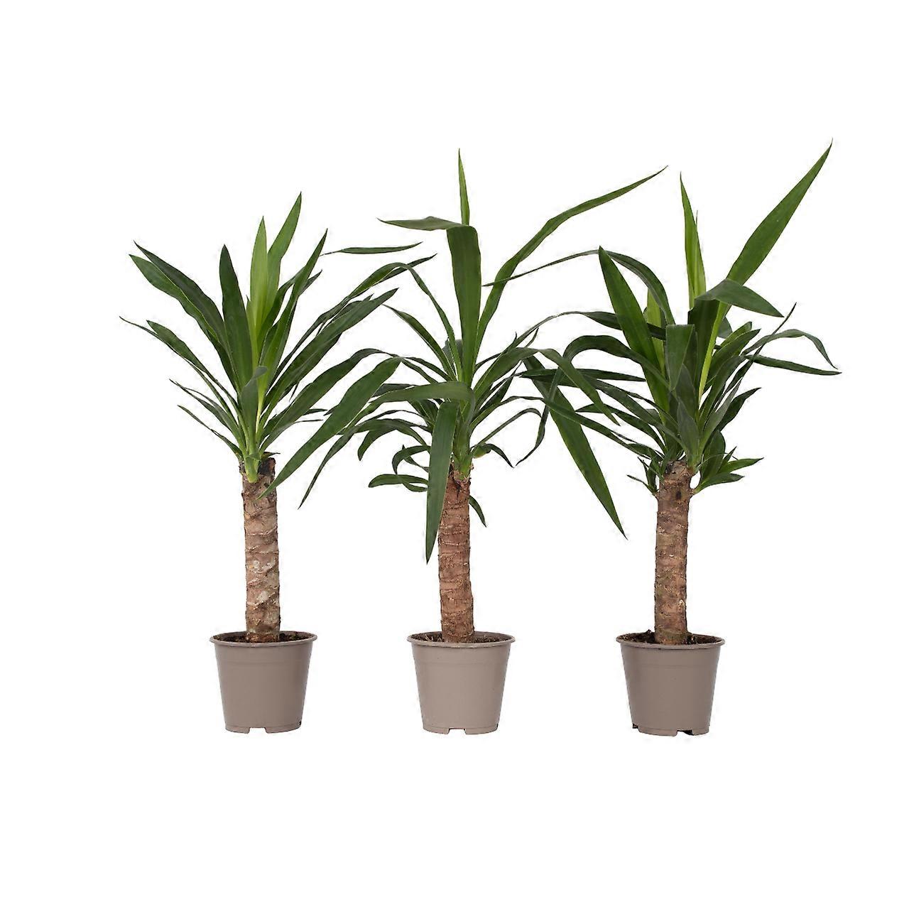 Gewöhnliche Yucca - 3 Stk. - Yucca elephantipes - Höhe 50-60cm - ⌀14cm