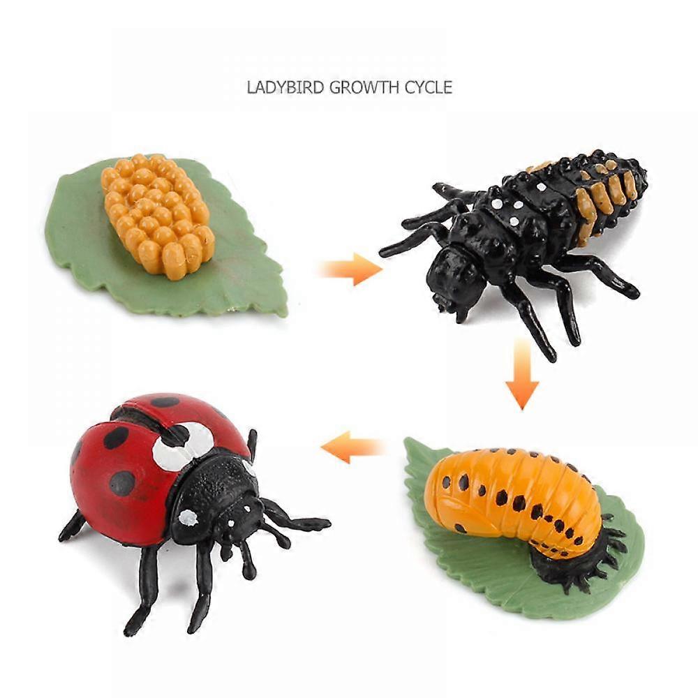 XYC動物の成長周期の生物的モデル、成長段階の子供の教育の昆虫をテーマにした党好意のために置かれる成長段階の生きているてんとう虫のライフサイクル モデル