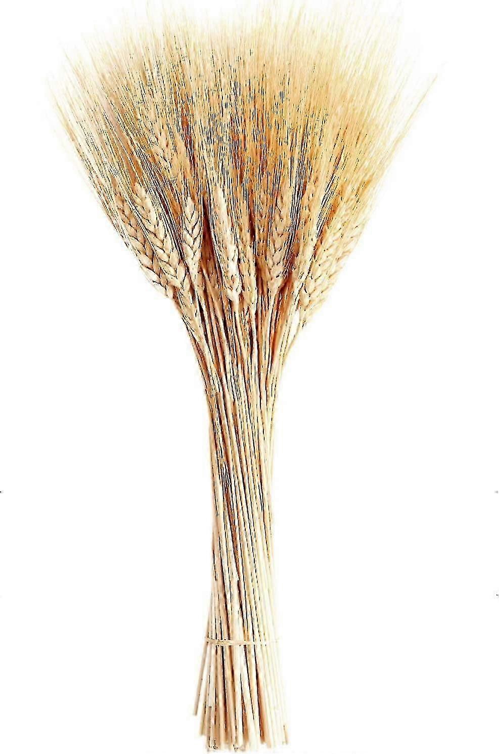 100 Stems Malt Beam Decorative Wedding Table Kitchen