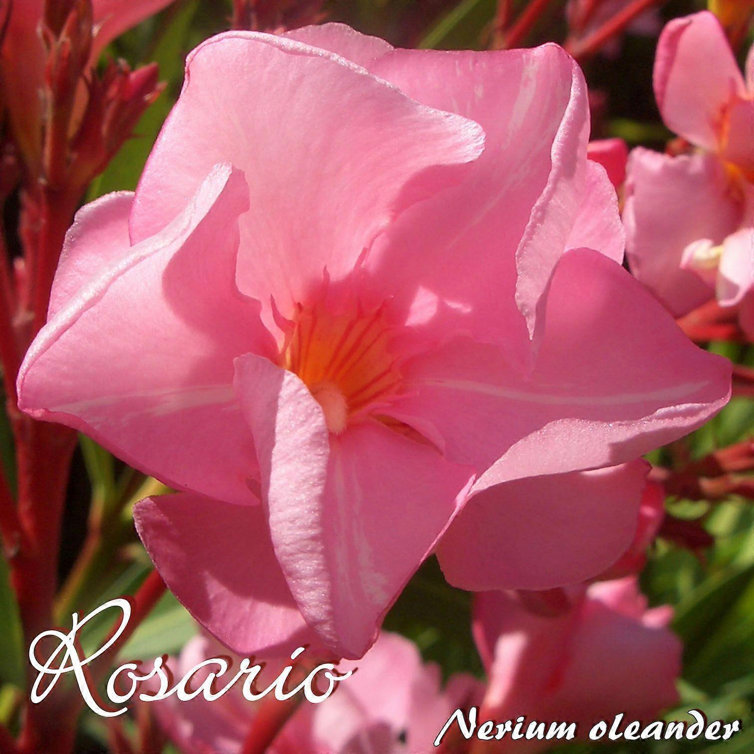 Oleanteri "Rosario" - Nerium oleander - Koko C03
