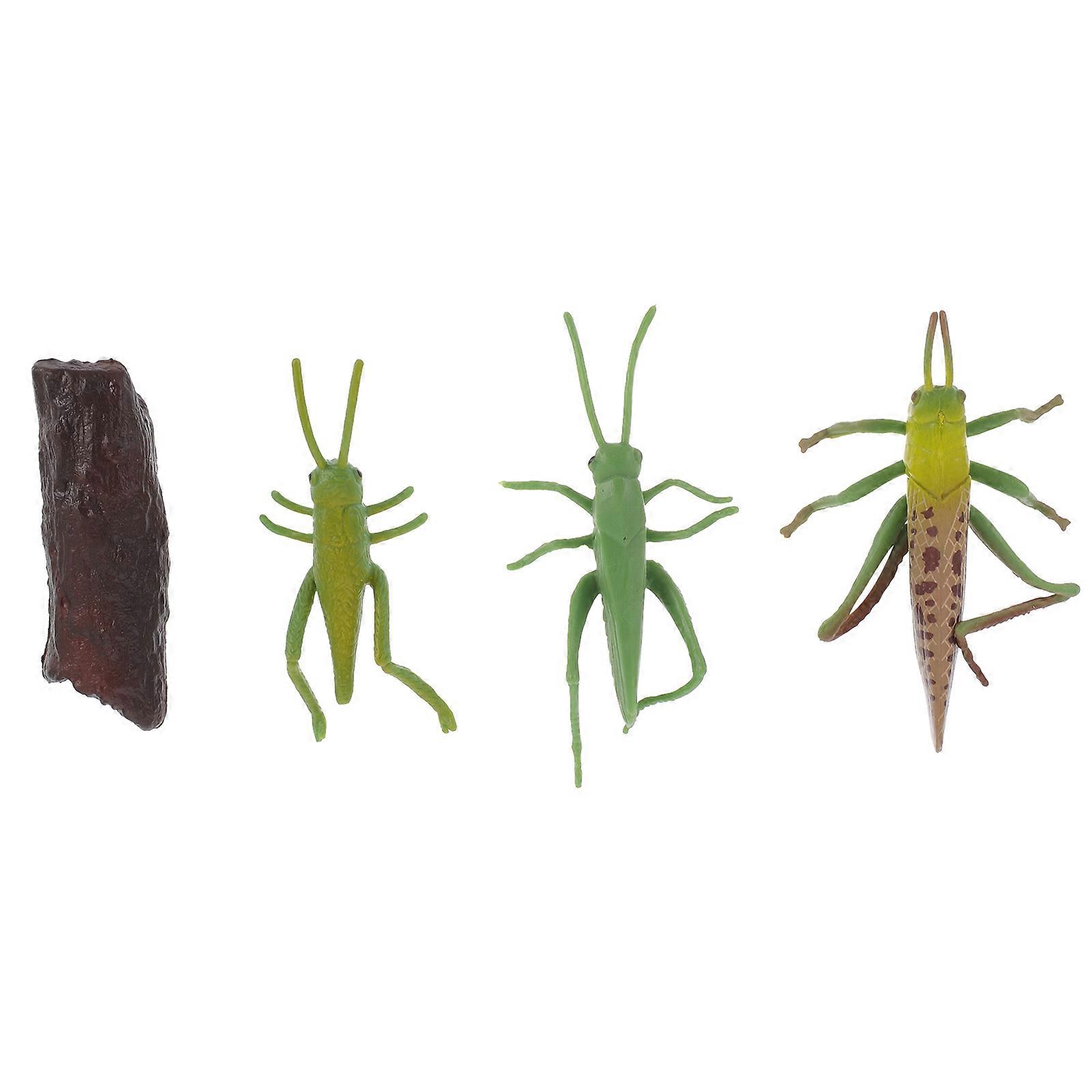 Locust Growth Cycle Model Simulation Model for Display 1Set Educational Toy