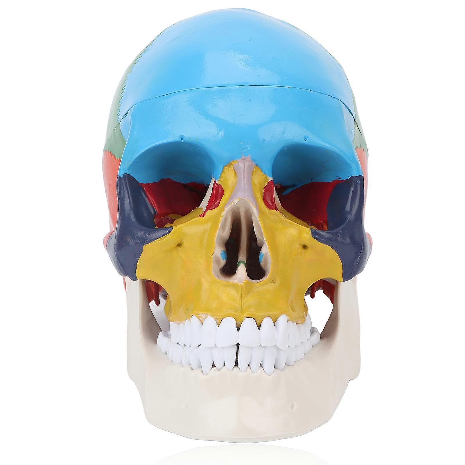 Colored Skull Model School Detachable Anatomy Human Skull Model for Teaching Learning Course