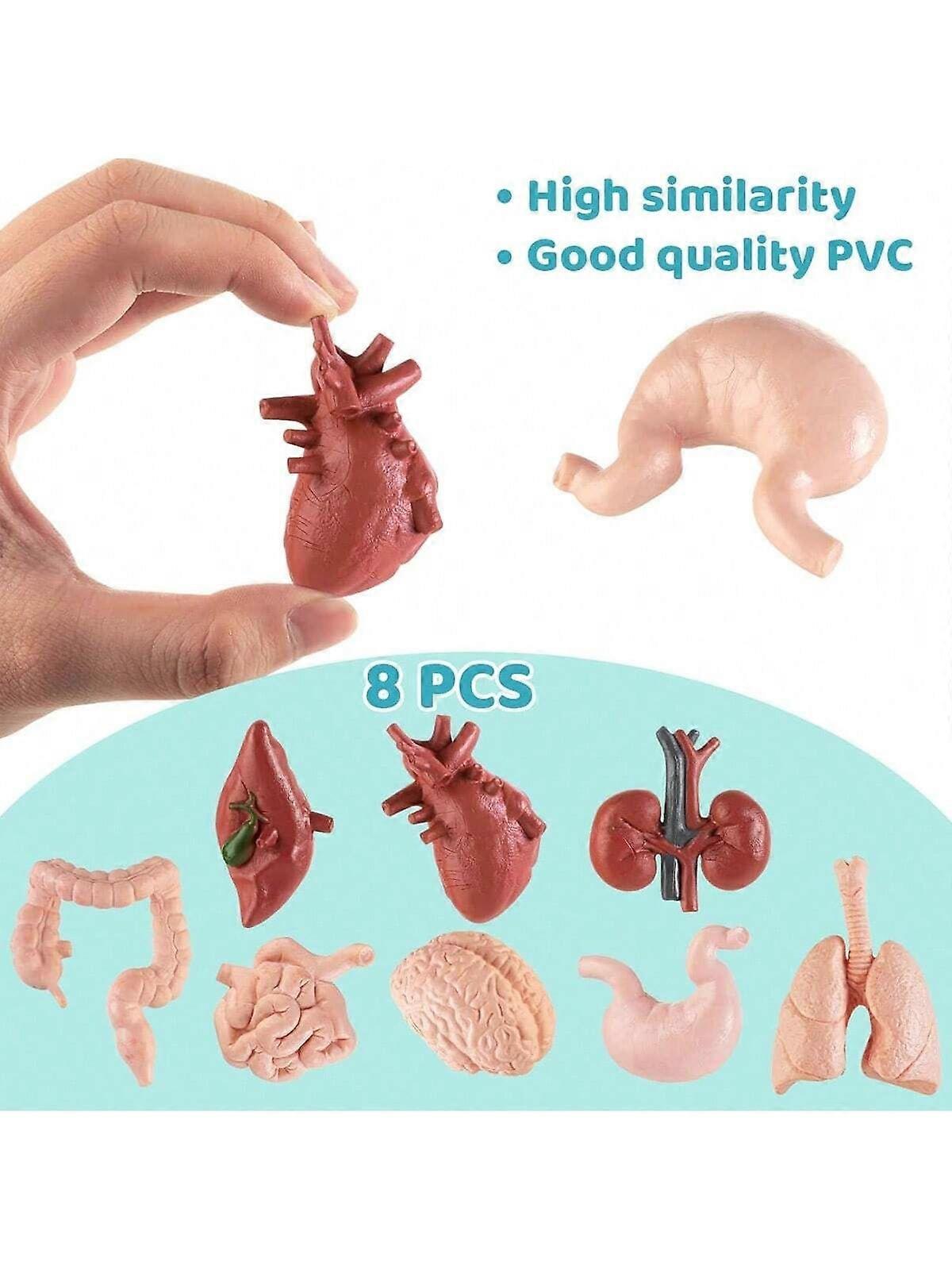 8 شخصيات مصغرة للأعضاء البشرية ، بما في ذلك الدماغ والقلب والرئتين والكبد والكلى والمعدة والأمعاء - التشريح الشخصيات التعليمية المناسبة للمدرسة