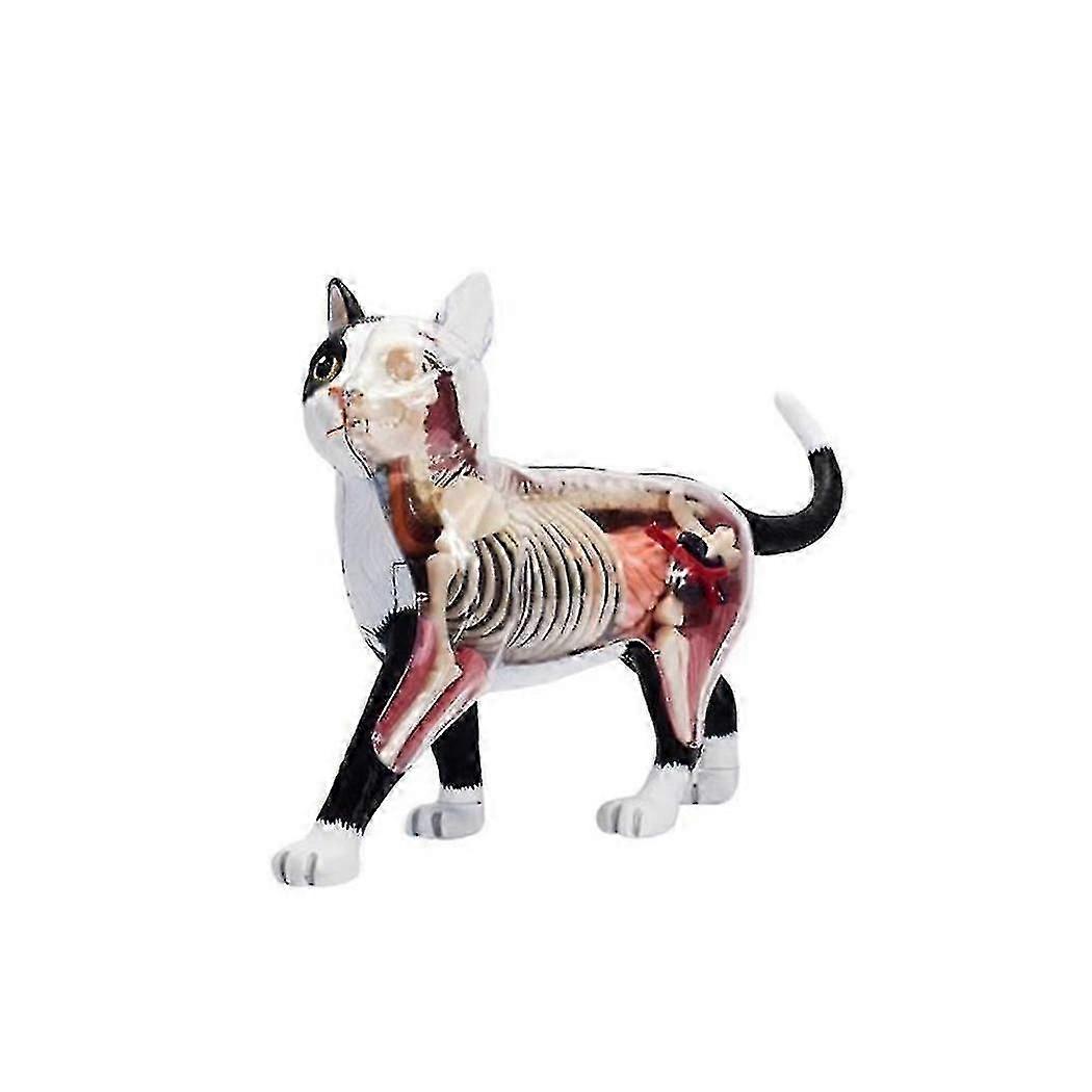 Animal Organ Anatomy Model 4d Cat Intelligence Assembling Toy Teaching Anatomy Model Diy Popular Sc