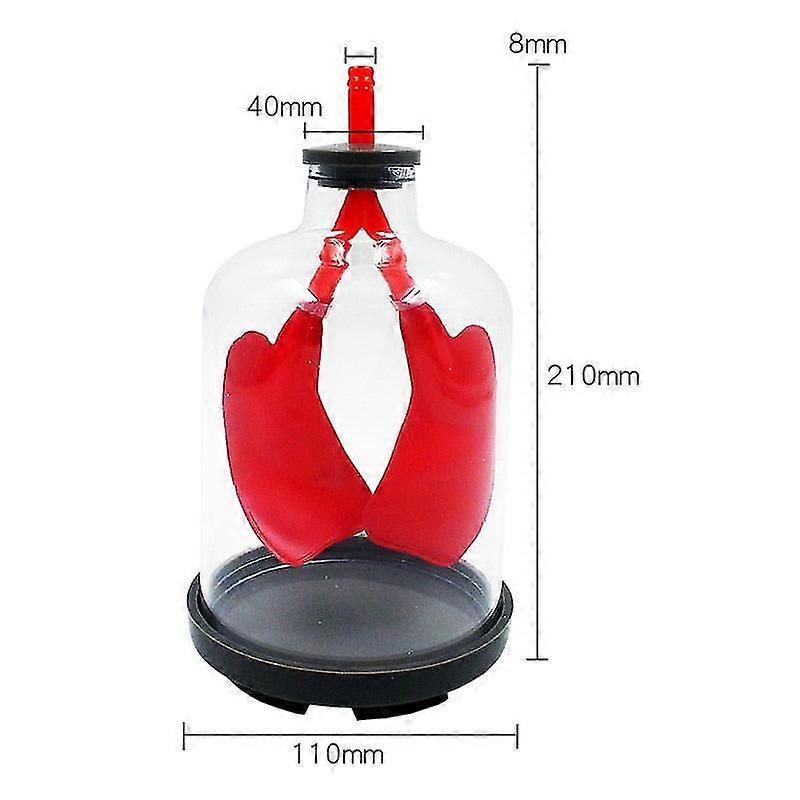 Lung Respiration Model Pulmonary Respiratory Model Human Respiratory System Model Septum Muscle Simulates Movement