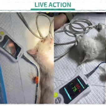 Veterinärmedizinischer Pulsoximeter für Hunde und Katzen mit Ohr- und Zungensensor, 2,4-Zoll-LCD-Display zur Überwachung des Sauerstoffgehalts beim Tier, für die Gesundheitsüberwachung.