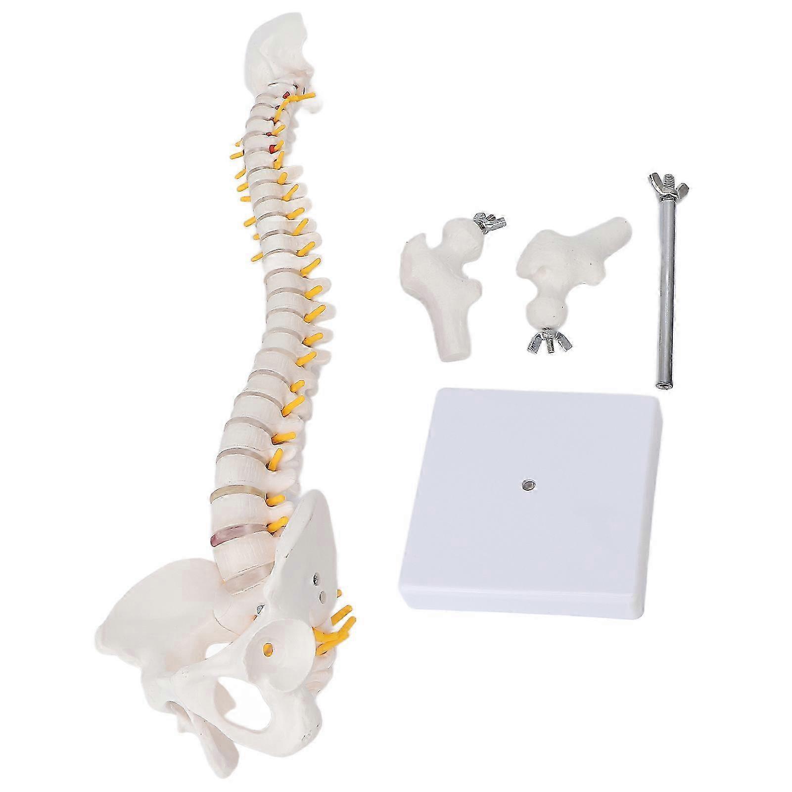 Flexible Display Anatomical Human Spine Model, Detailed Anatomical Features for Teaching & Learning, Portable Cervical Spinal Column Model,