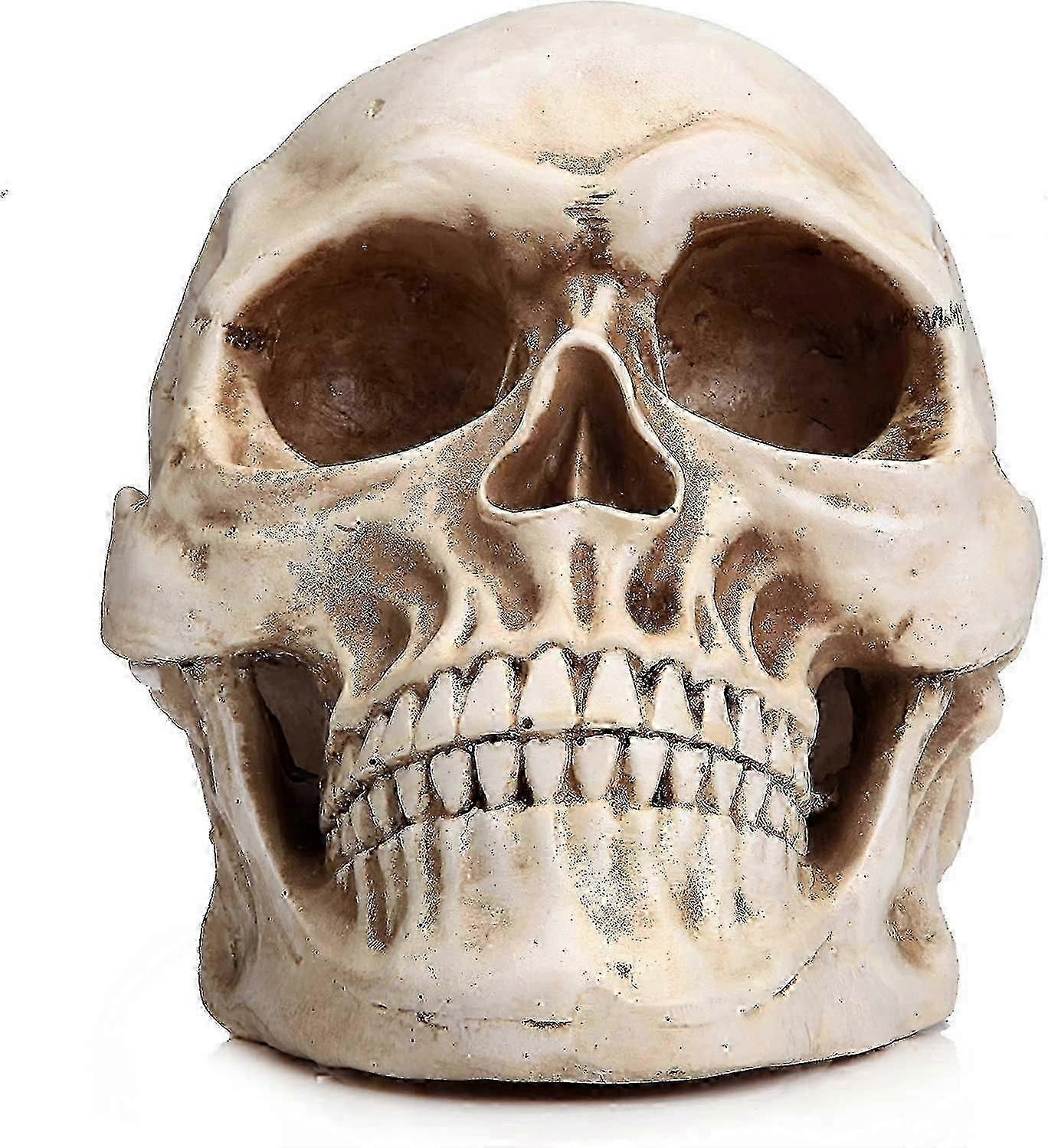 Life Size Human Skull Model 1:1 Replica Realistic Human Adult Skull Head Bone Model