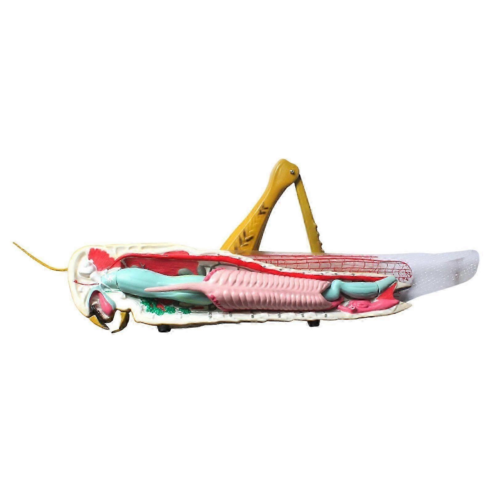 Locusts Model Teaching Tools Classroom Supplies Sturdy Biology Teaching Prop