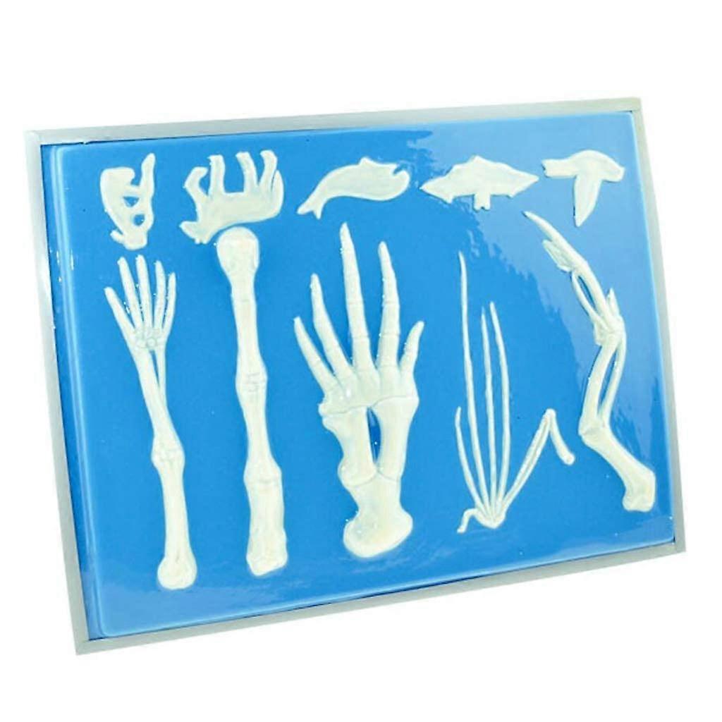 Human Anatomy Skeleton Model for Comparative Anatomy Learning, MultiSpecies Bone Set Teaching Aid