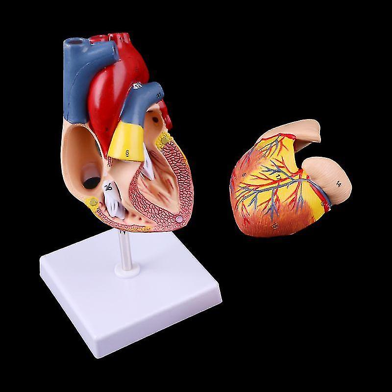 Free Postage Disassembled Anatomical Human Heart Teaching Tool