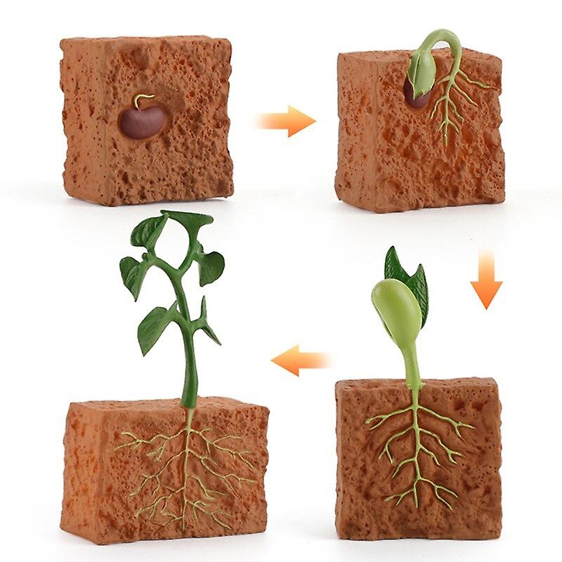 Simulation Life Cycle Of A Green Bean Plant Growth Cycle Model Action Figures Collection Science Educational Toys For Children