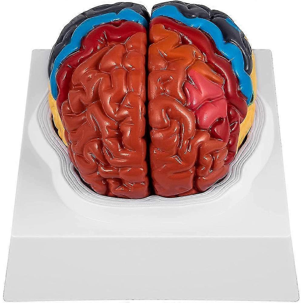 Anatomie des menschlichen Gehirnmodells 2-teilige Farbcodierung des Gehirnmodells mit Display-Basis-Gehirnlehranatomie