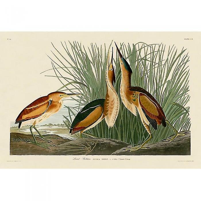 John James Audubon Least Bittern Print