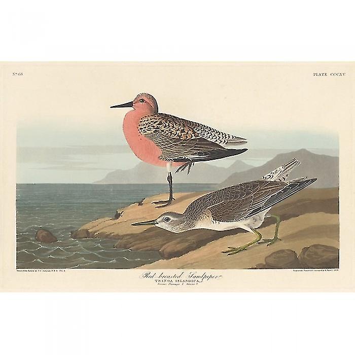 John James Audubon Red-Breasted Sandpiper Print