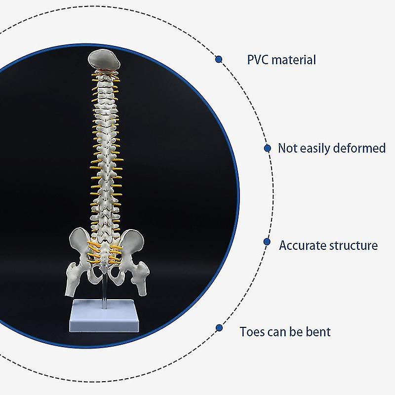 Complete Spine Models - Skeletons & Skulls - Anatomy Warehouse