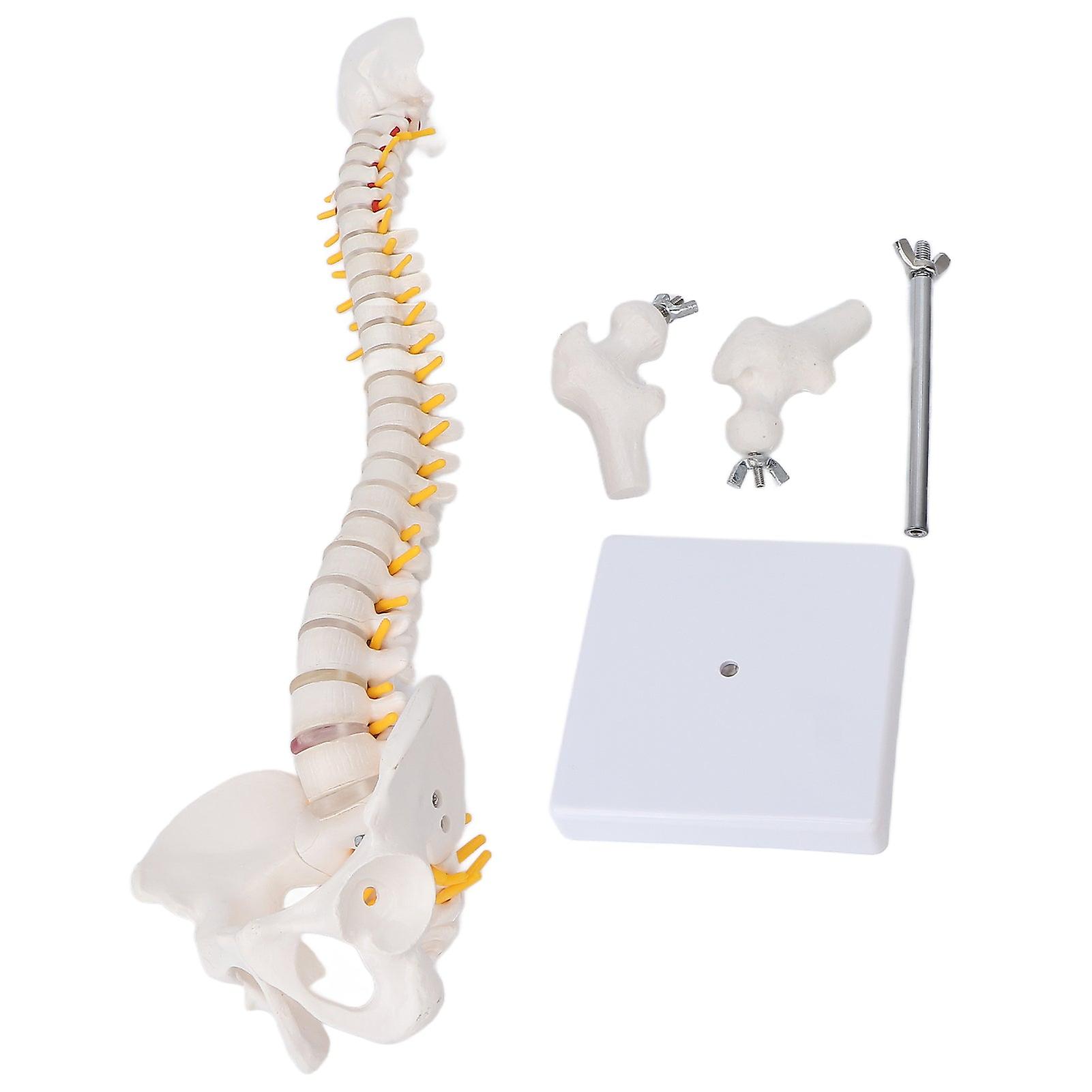 Vertebral Column Model Half Leg Bone Flexible Spine Model Perfect Display With Base For Science Classroom Teaching