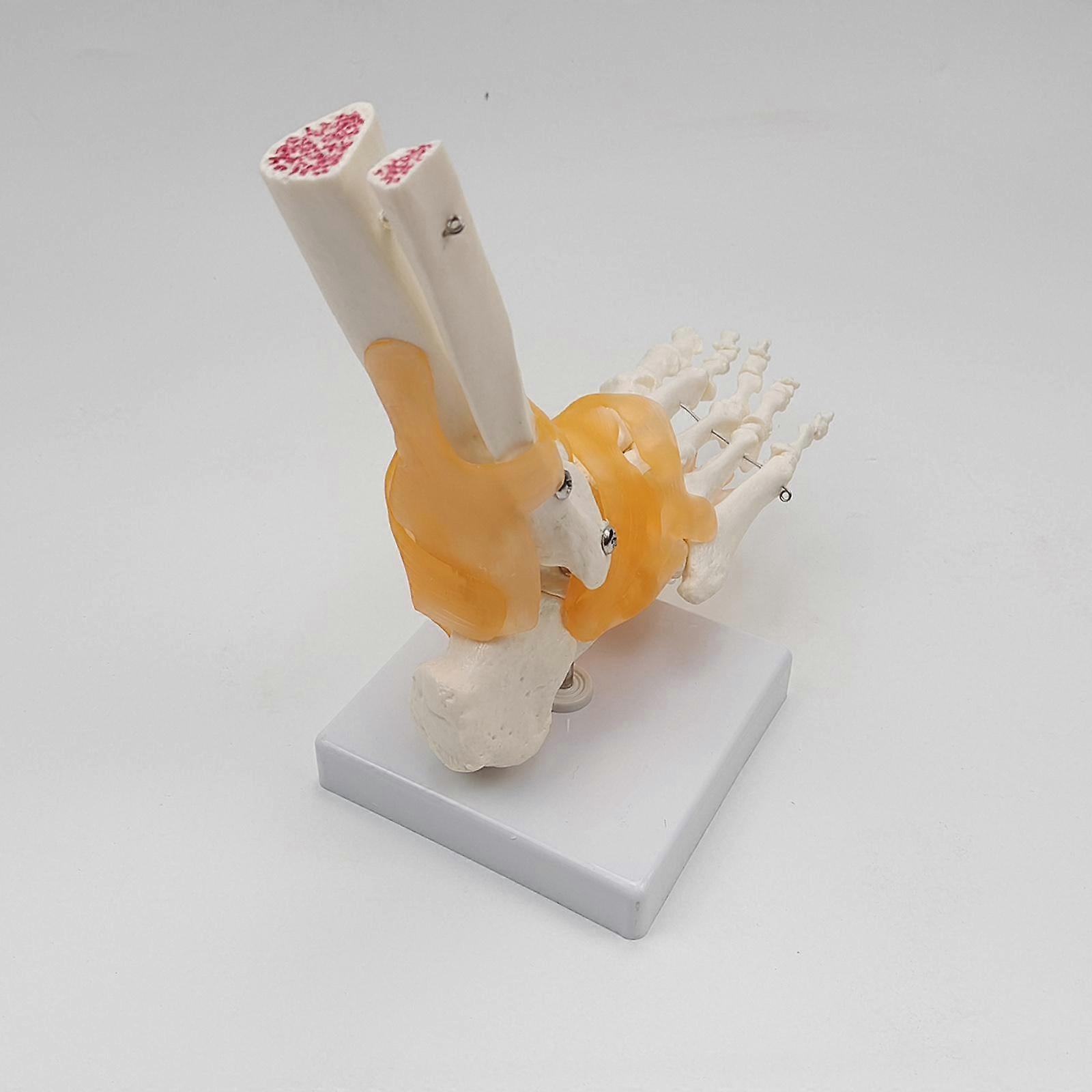 Life Size Foot Skeleton Model Flexible with Base Anatomically Foot Joint Model Accurate for Display Study Kids Learning Classroom Science