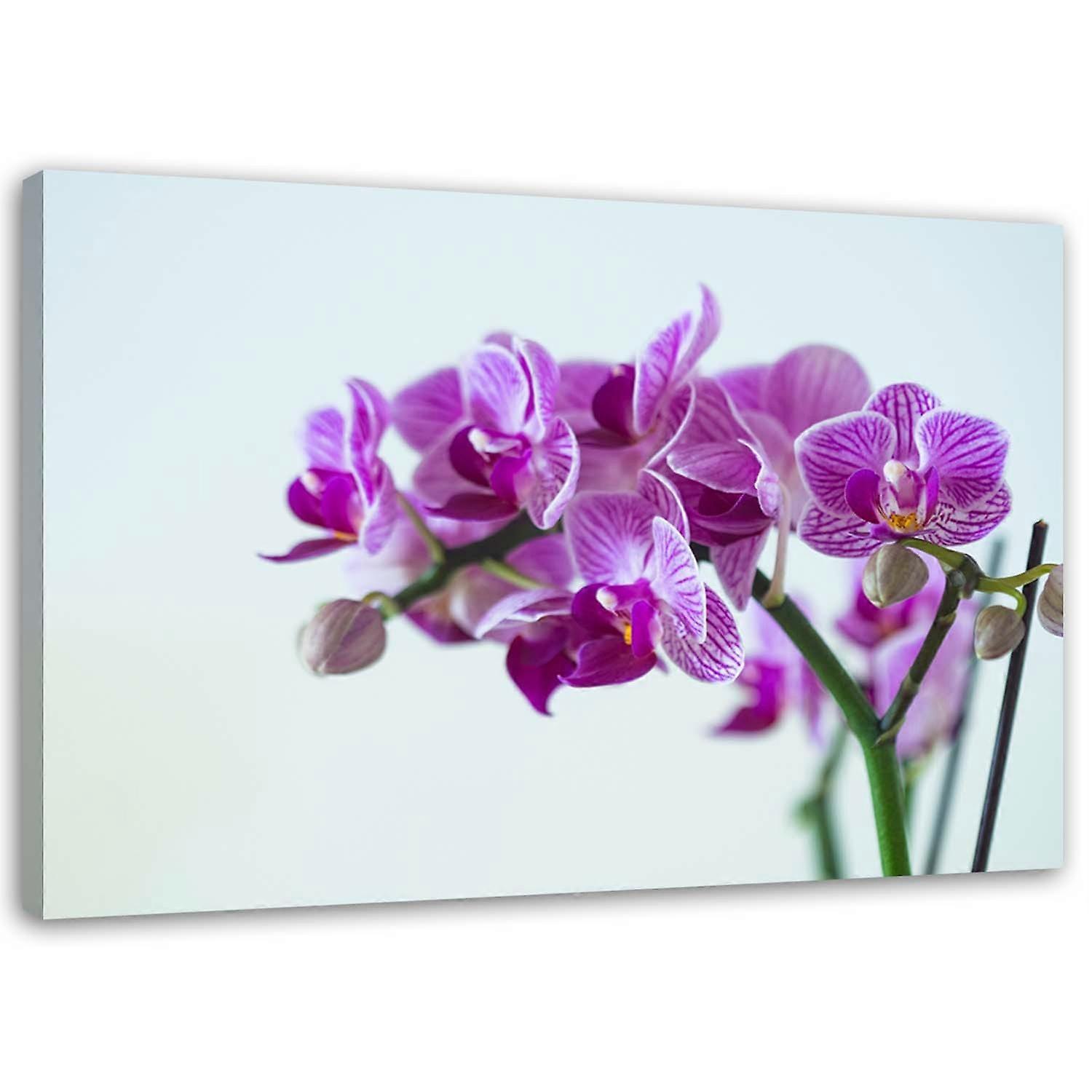 Fotobehang, Orchidee tak - 60x40