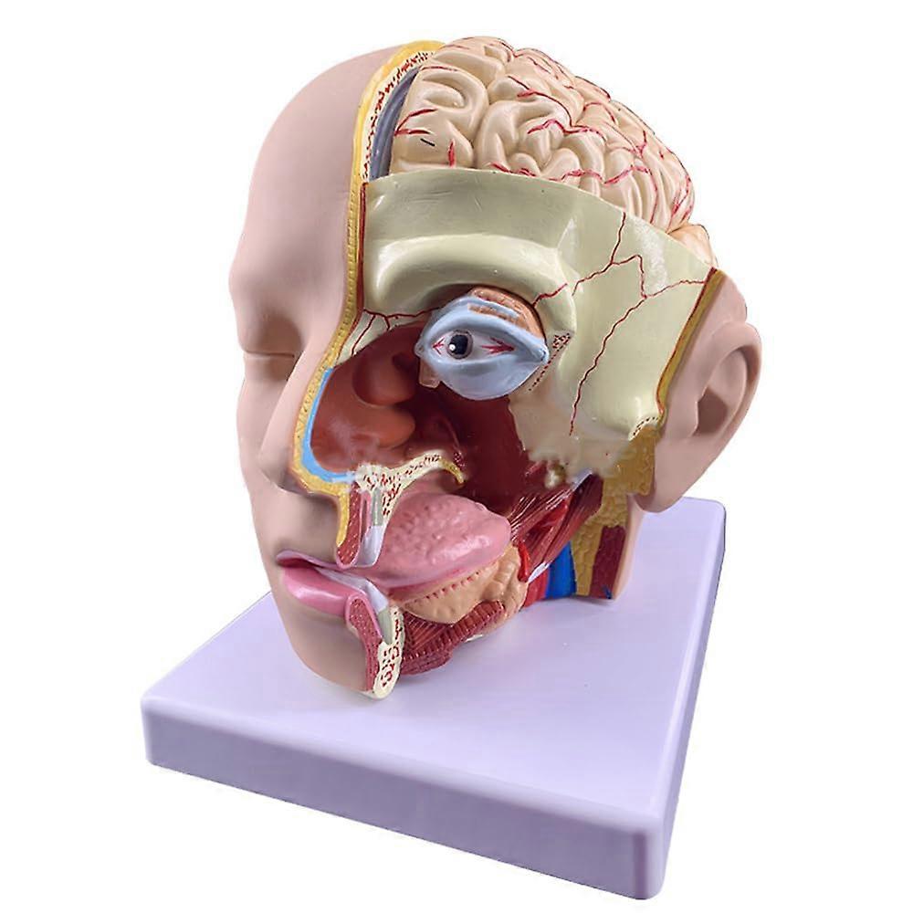 Anatomical Model of Human Head, 4 Part Cross Section of Head and Brain Anatomy for Science Teaching Display