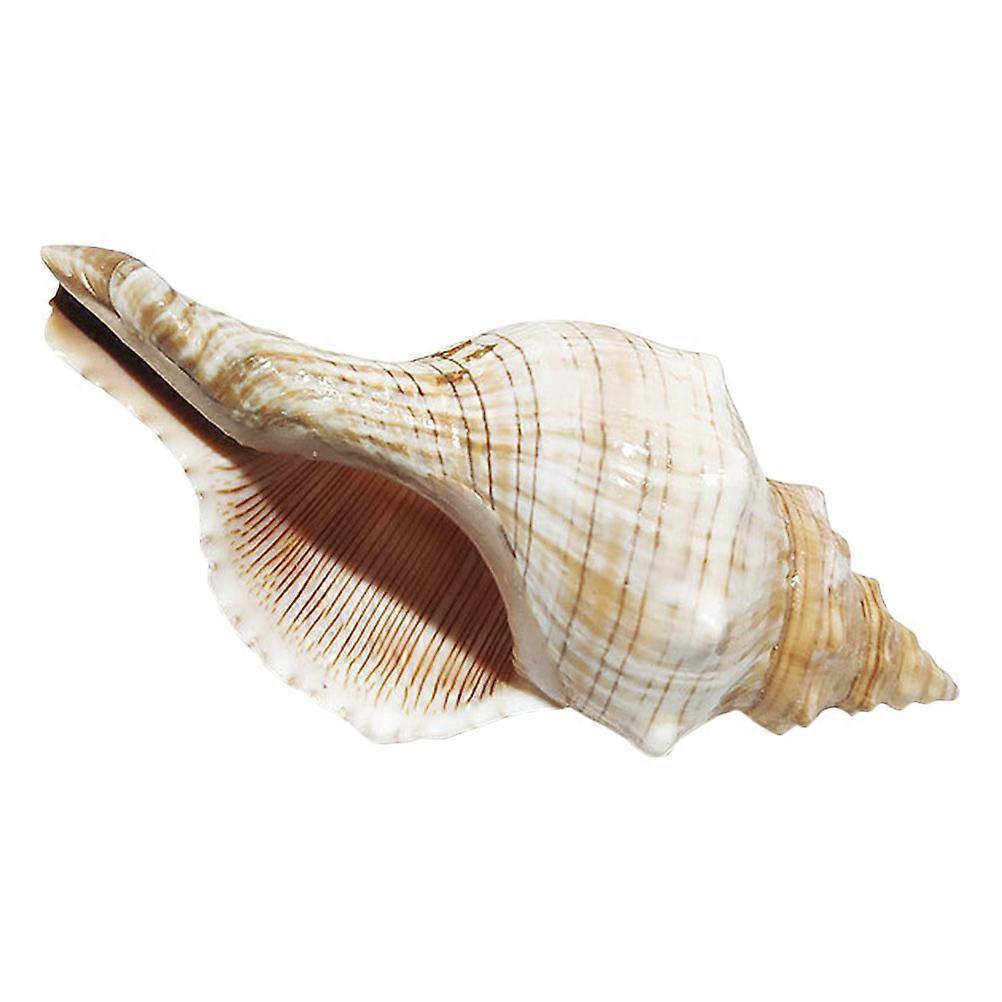 Natural Large Conch Shell Ornament for Fish Tank, Wedding, Aquarium, DIY Craft, Beach Party & Home Decoration