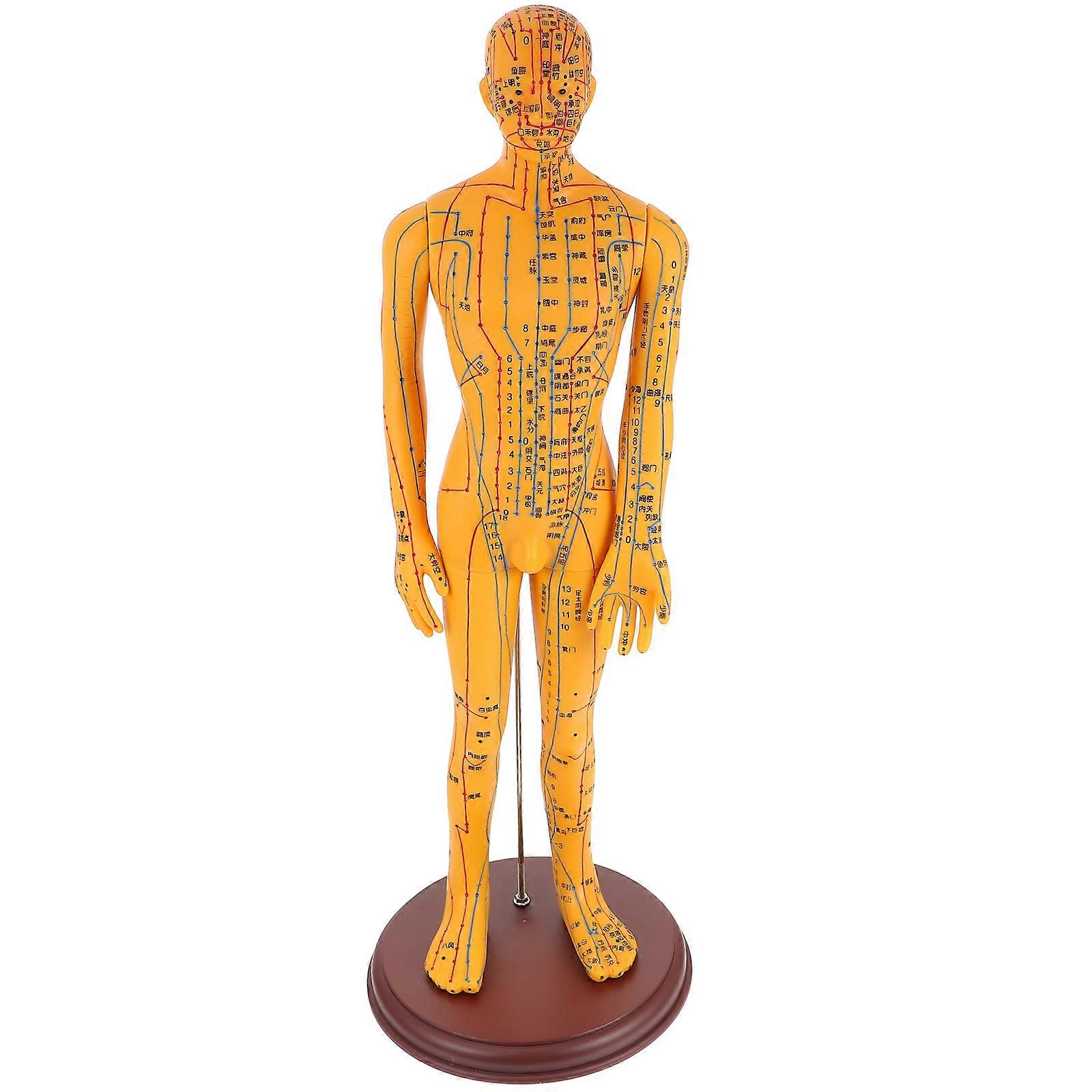 Orange PVC Male Acupuncture Model for Display 1Pcs Acupoint Model