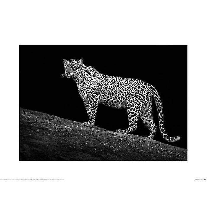 Mario Moreno Serengeti Leopard Poster